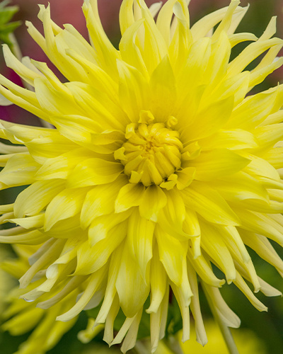 DAHLIA KENNEMERLAND 10 kusov